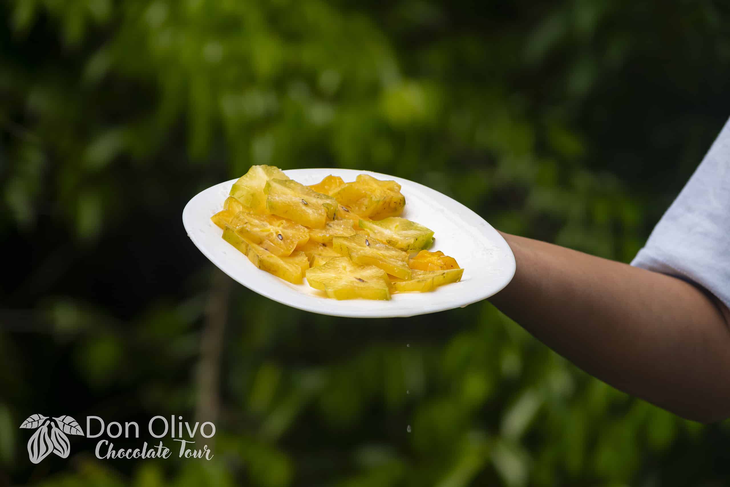 Don Olivo Cacao plantation