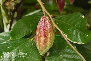 Don Olivo Cacao plantation