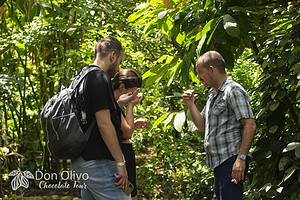Don Olivo Cacao plantation