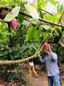 coffee and chocolate tours costa rica