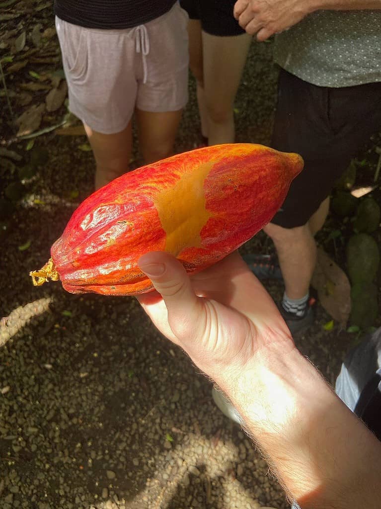 Authentic Cacao Experience in La Fortuna Don Olivo Chocolate Tour La