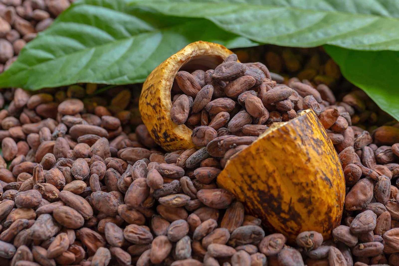 Ripe red cacao pod growing on a tree at the Don Olivo organic farm in La Fortuna