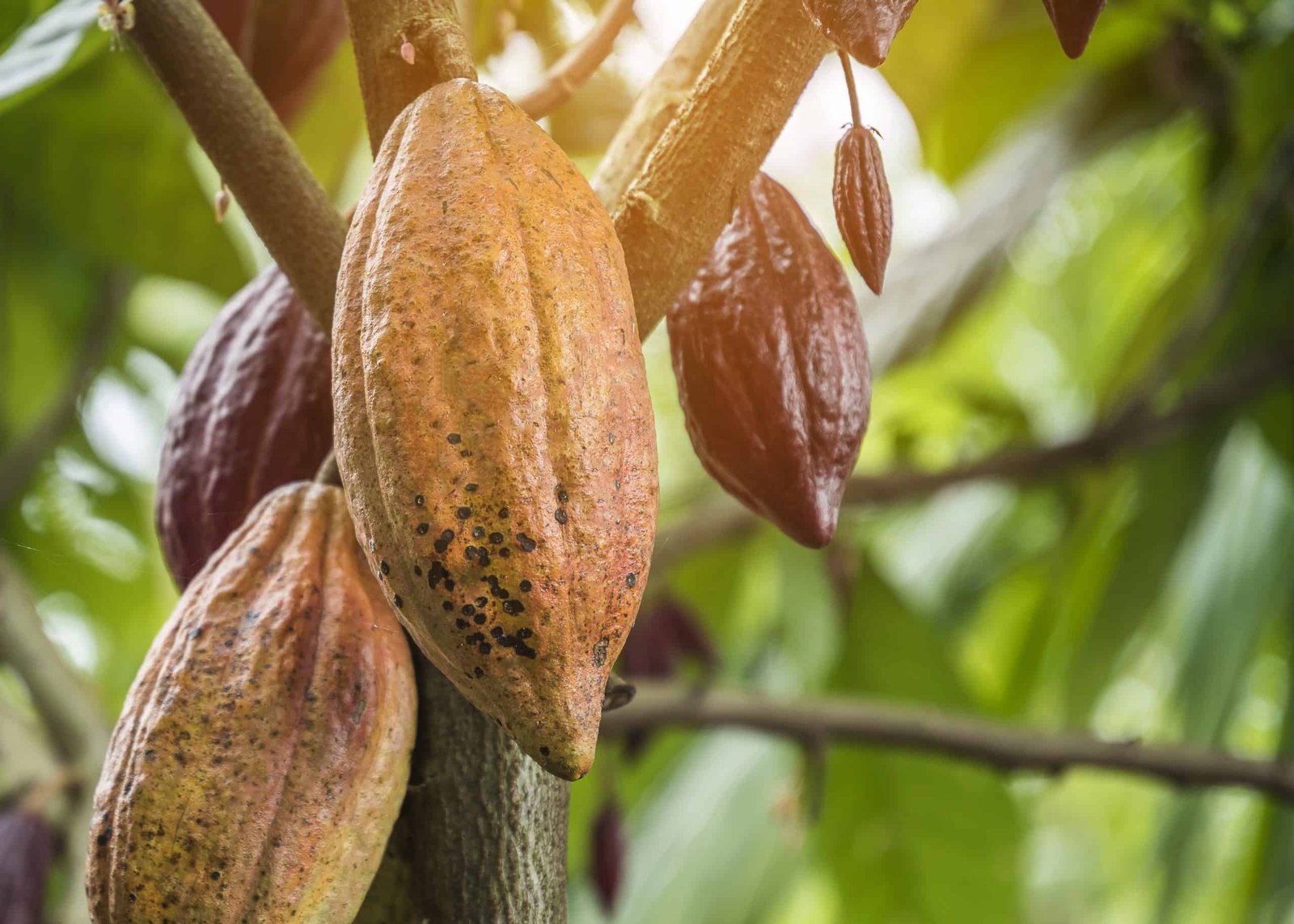 Cacao tree with yellow and green pods