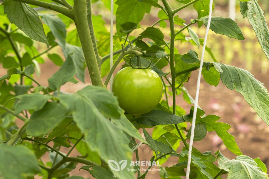 Green Tomatoe at Arenal Farming tour Costa Rica